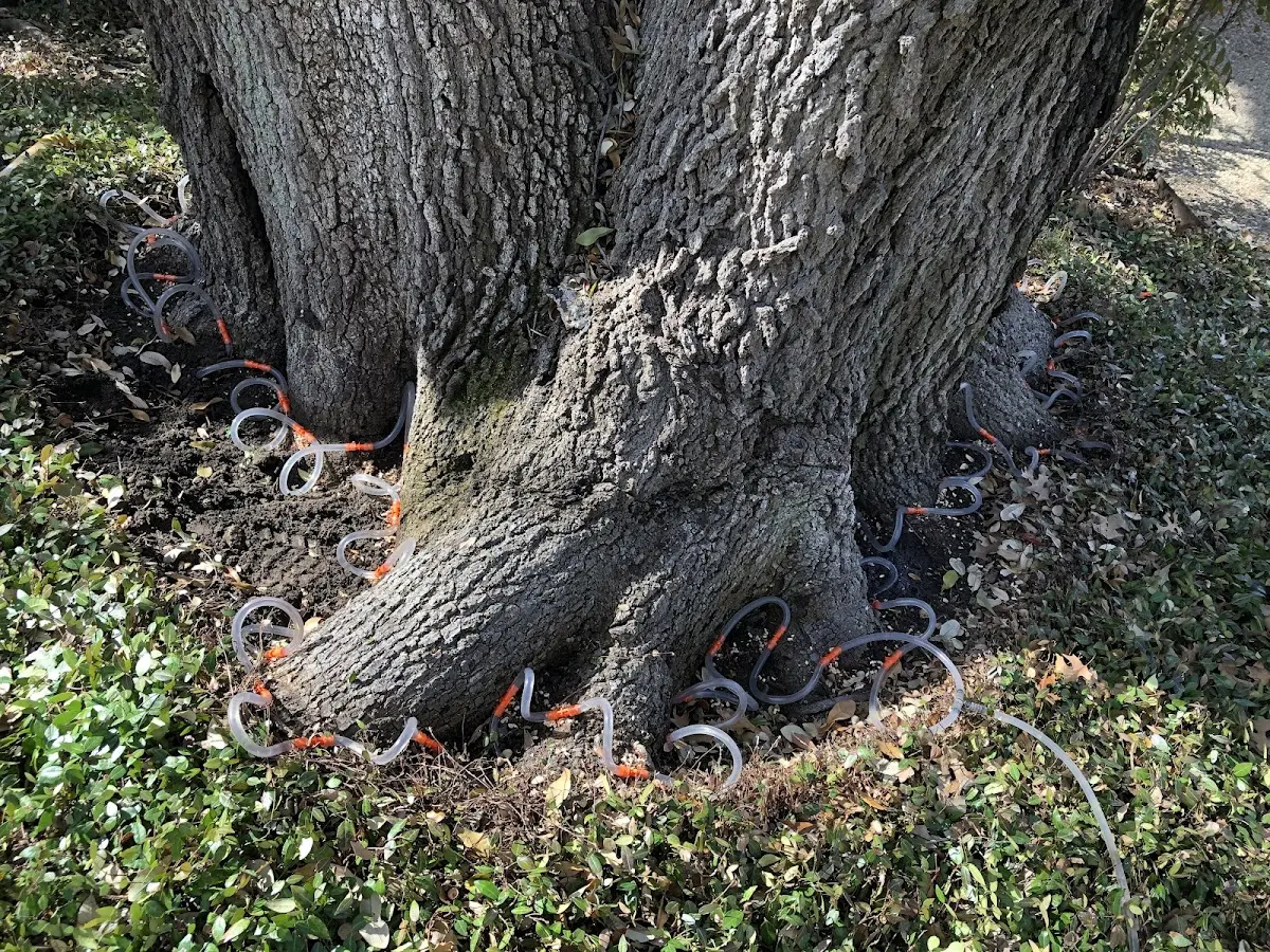 Detailed Tree Cabling and Bracing job site in Milton Center