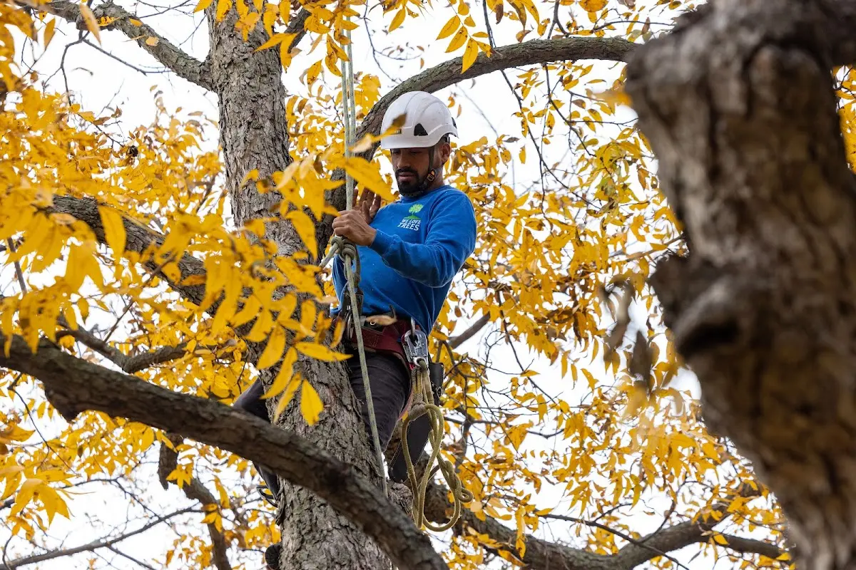 Skilled Tree Pruning crew working in Milton Center
